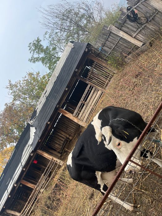 Vând vaca și vițel Holstain