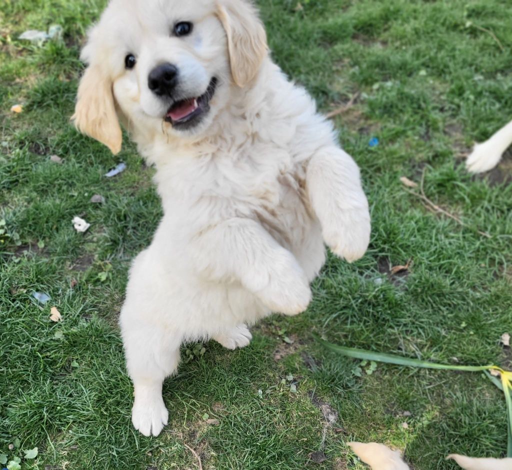 OFERTA VERII! Vand catelusa golden retriever,SUPERBA!