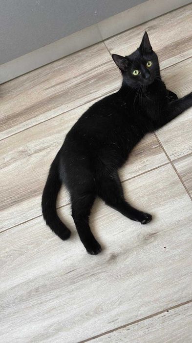 Pisicuta neagra cauta familie iubitoare!