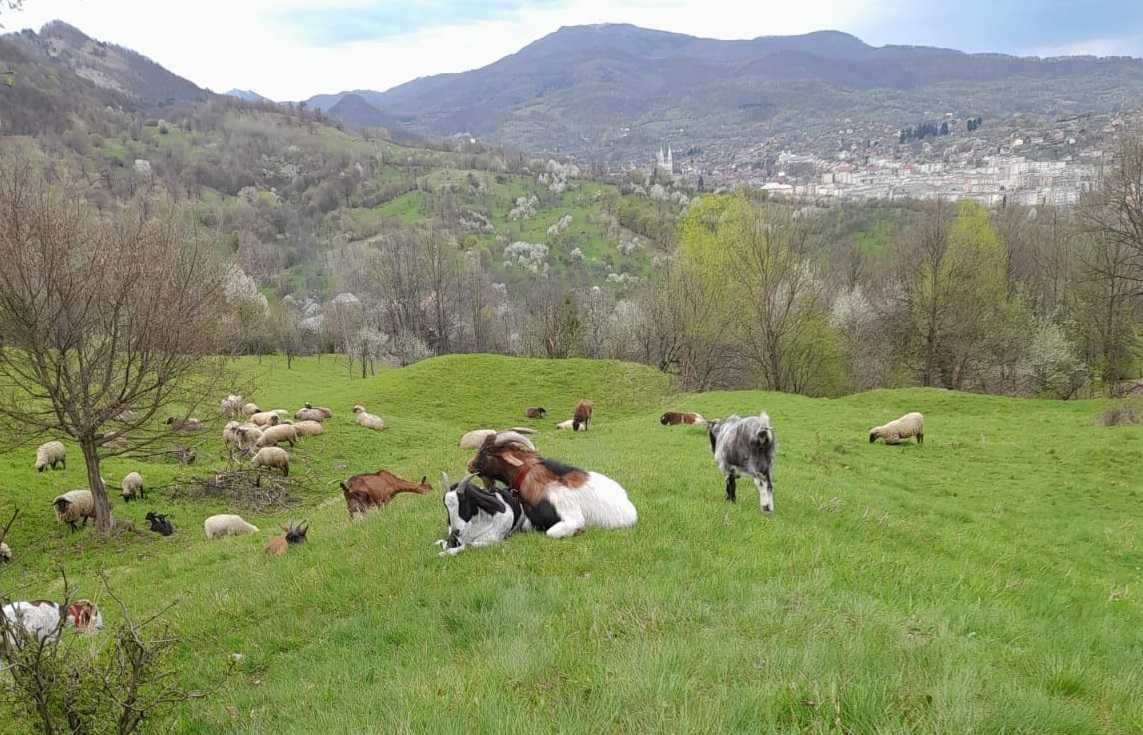 Vand tap boer cu alpin, varsta 1 an si jumatate