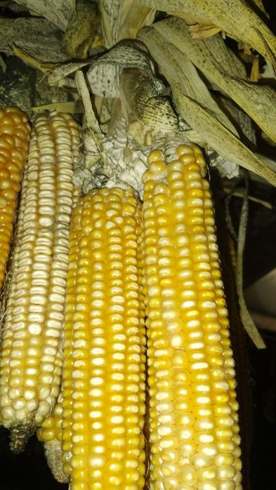 Porumb boabe sămânța