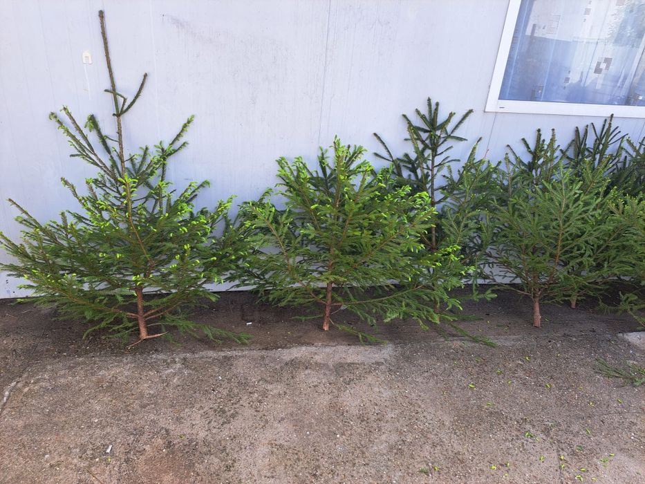 Vând brazi pentru evenimente