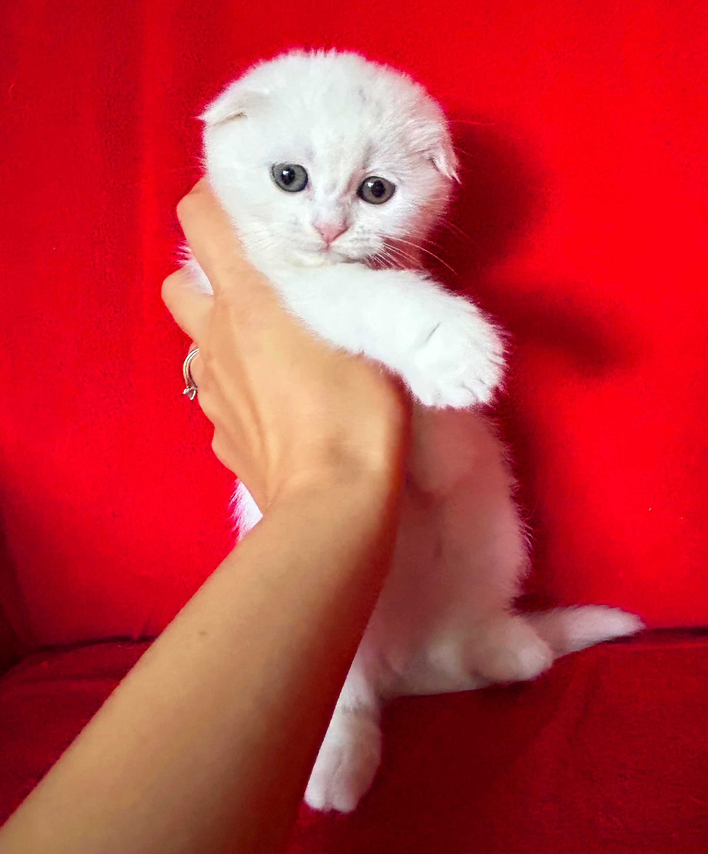 Cel mai alb îngeraș, Pisicuță Scottish Fold, Poze reale - Pedigree