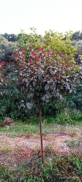 Barcha turdagi manzarali ko‘chatlar — o‘z maydonimizdan, ulgurji narxl