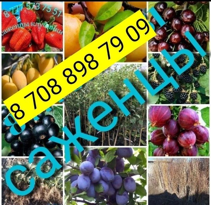 Саженцы, с закрытой корневой системой