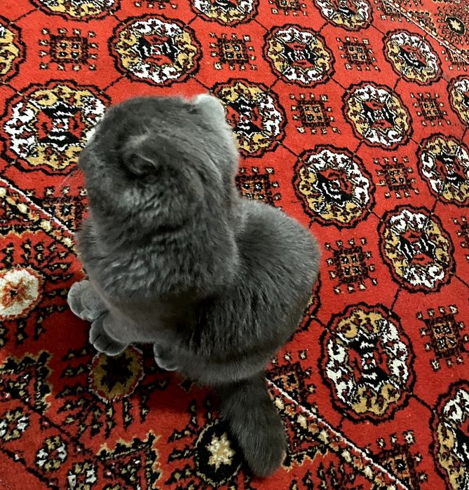 Scottish Fold, sotiladi!