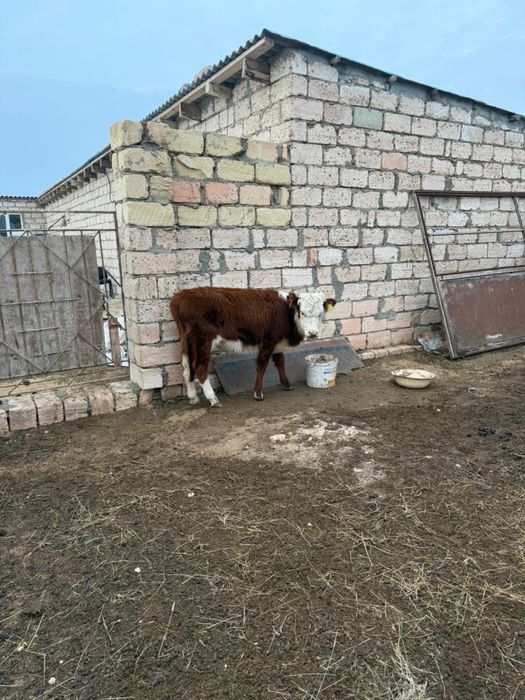 Бузау сатылады.Акшукырда