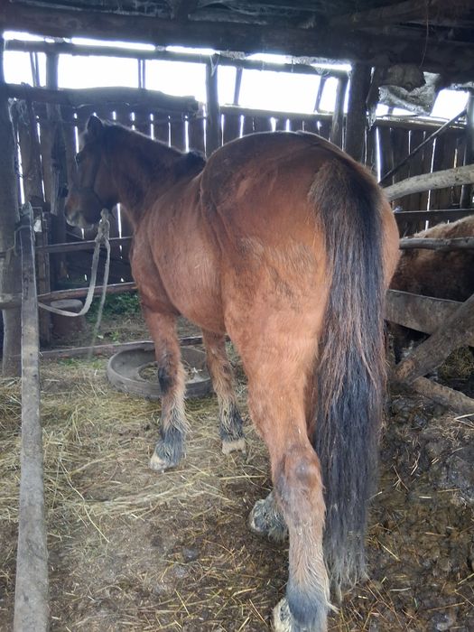 Vand   iapa    cuminte