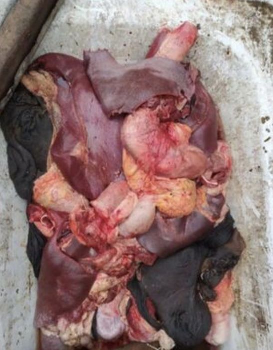 Отходы для собак