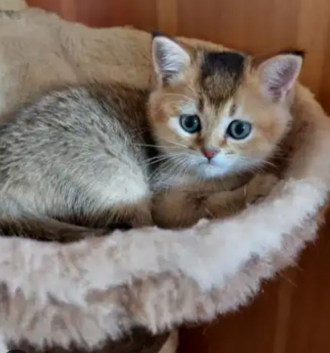 Шотландские котята