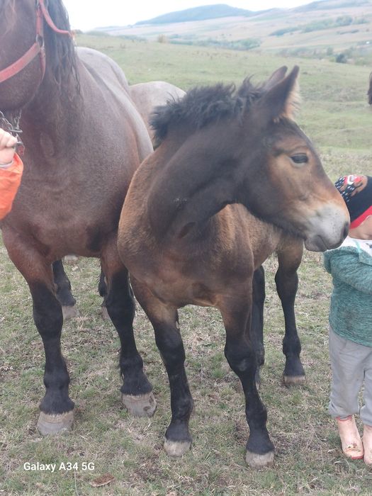 Mânză de 5 luni jumate de vânzare
