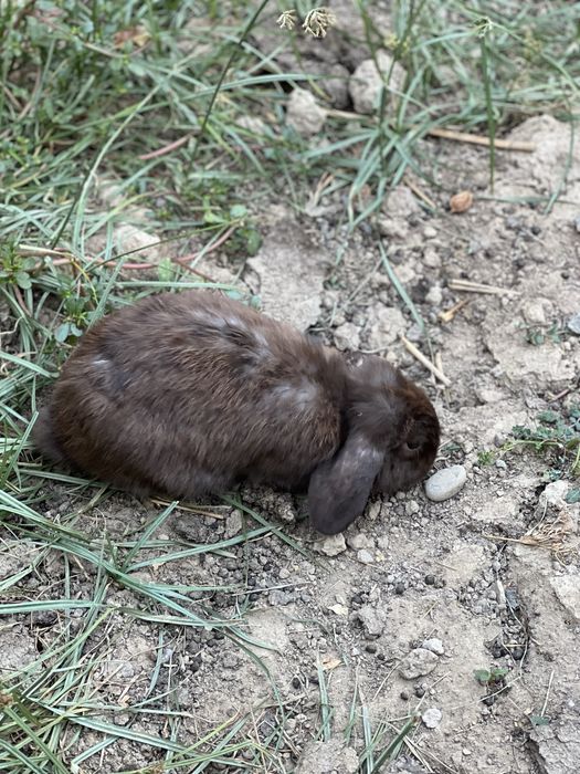 Quyon semirip ketmidigan