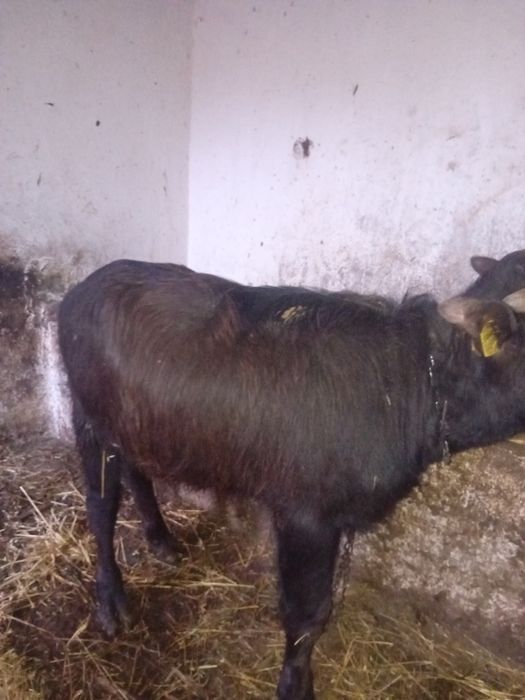 Vând vițel de bivol