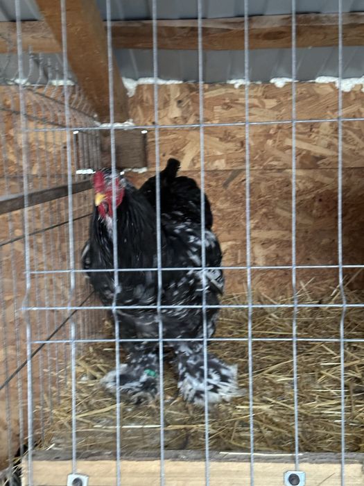 Disponibile Pasari brahma