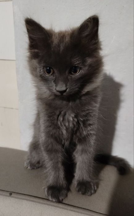 Котенок Мушук боласи