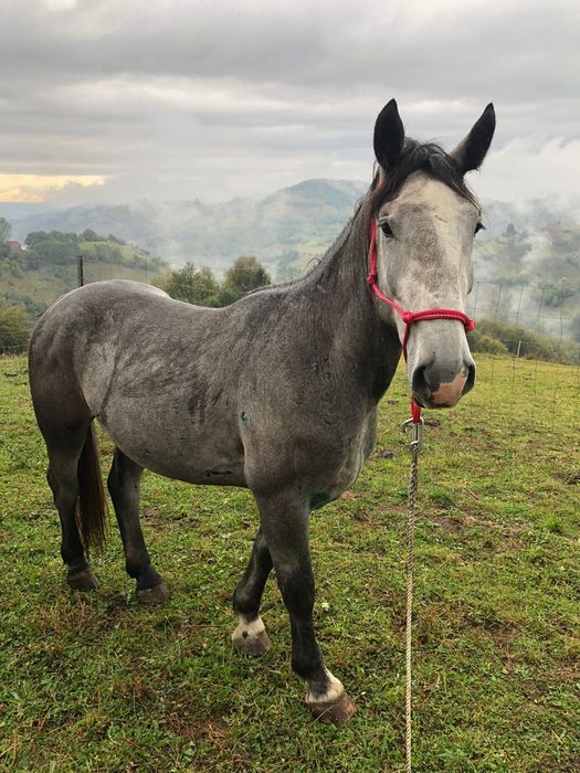 Armăsar de 2 ani jumate
