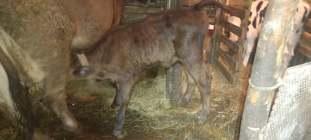 Tauras si vitea vitei