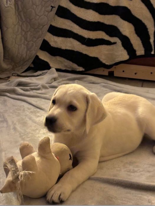 Labrador cu pedigree FCI