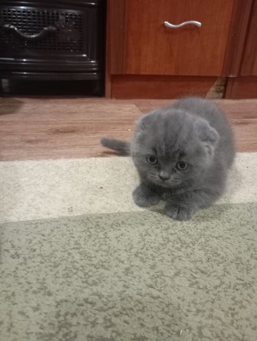 Продам котенка британская веслоухая