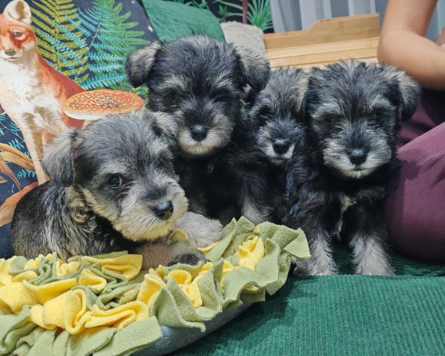 Мини шнауцер (цвергшнауцер)