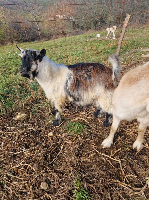 Vând sau schimb 2 iezi din primăvara