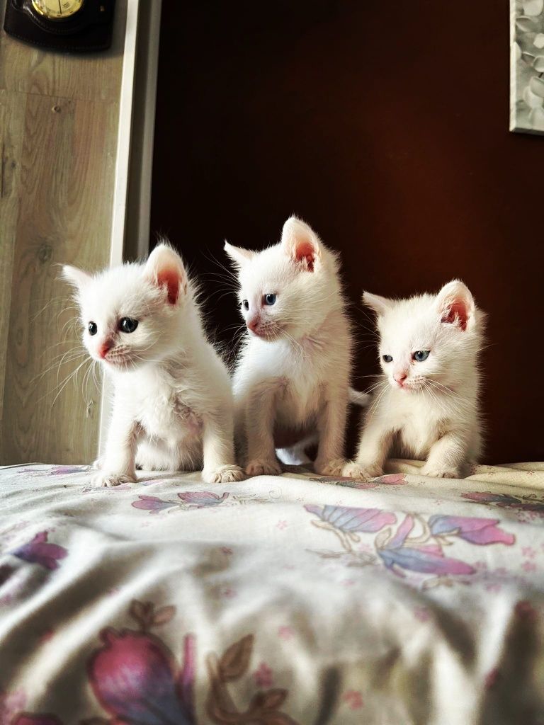 Angora turceasca
