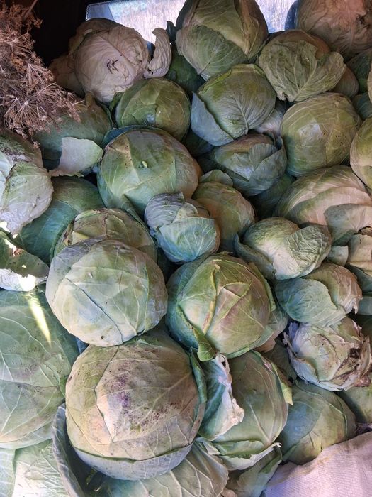 Vând varză  românească