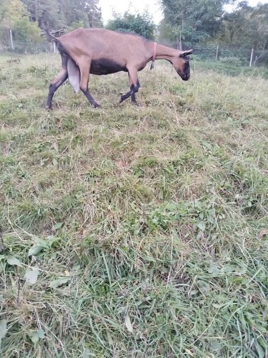 De vanzare capra alpina franceză