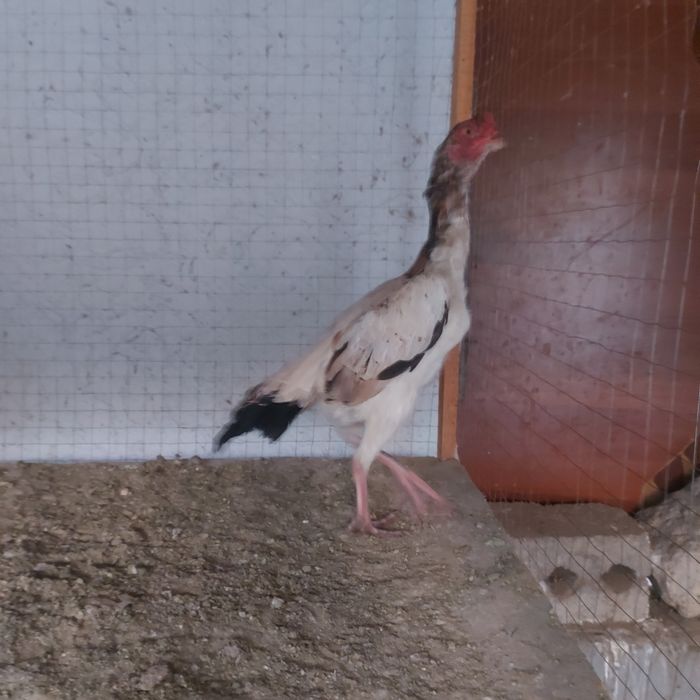 Шамо микс курочка 2год крупный