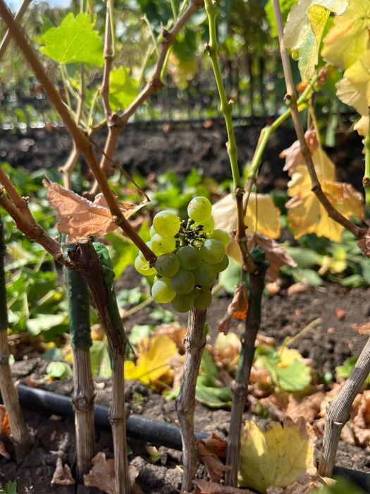 Vand butasi vita de vie soiuri de vasa si de vin