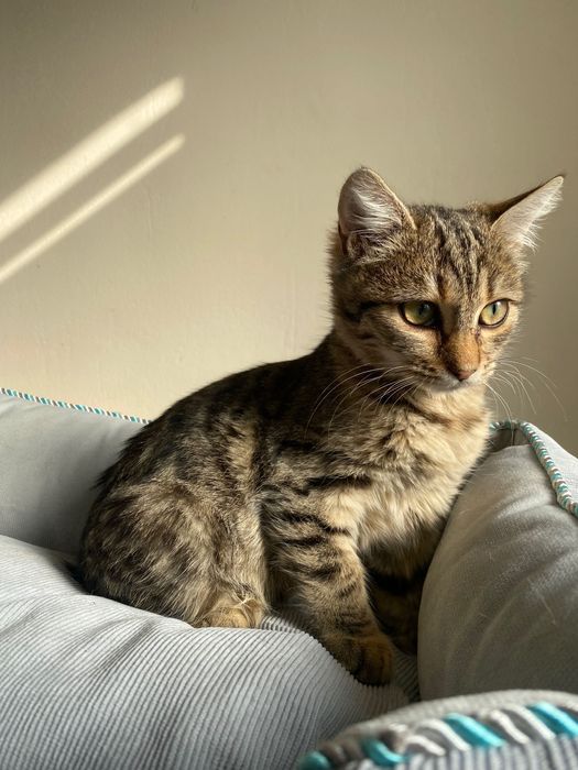 Котенце  момиче 4,5 мес.