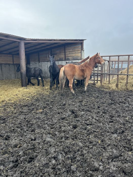 Продам тайчиков 5 голов