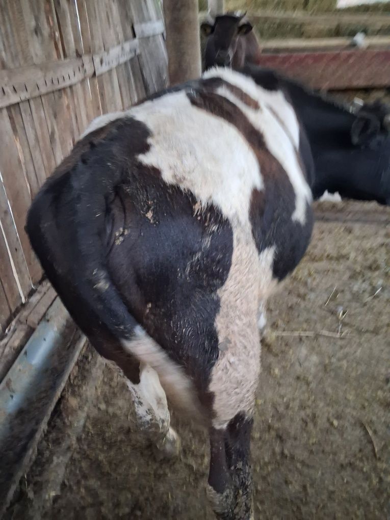 Vand 2 taurasi 6500