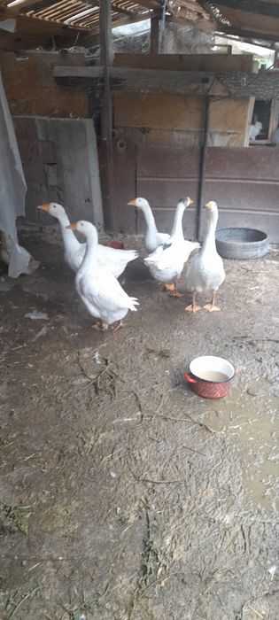 Cauta alta casa.