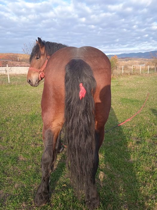 Vând mânz de doi ani și jumătate