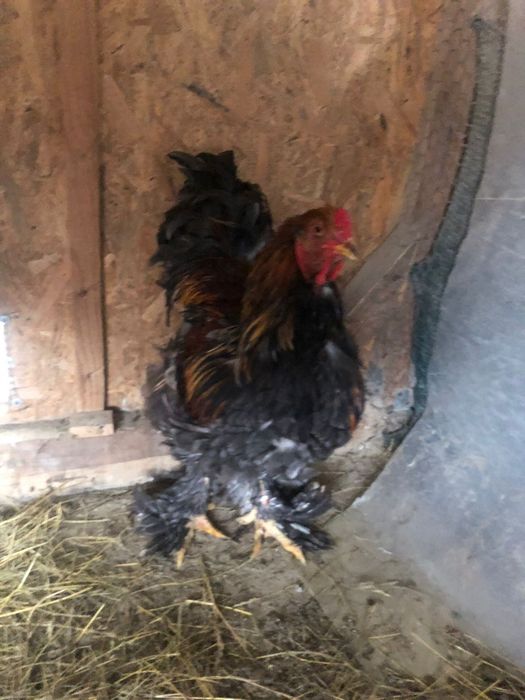 Cocosi,gaini Brahma potarnichiu,albastru si negru