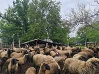 Se vând oii și capre