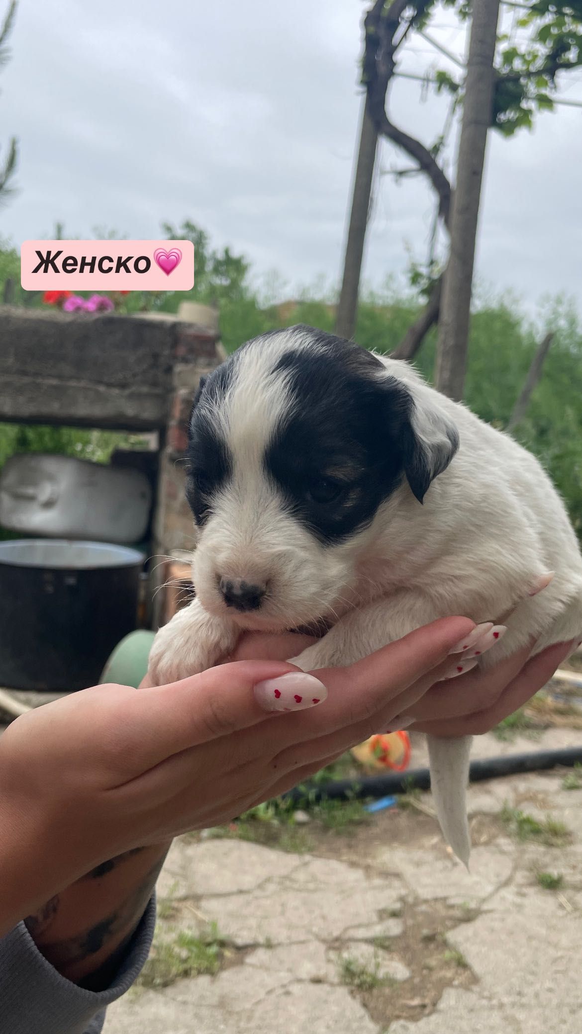 Кученца… Подаряват се!