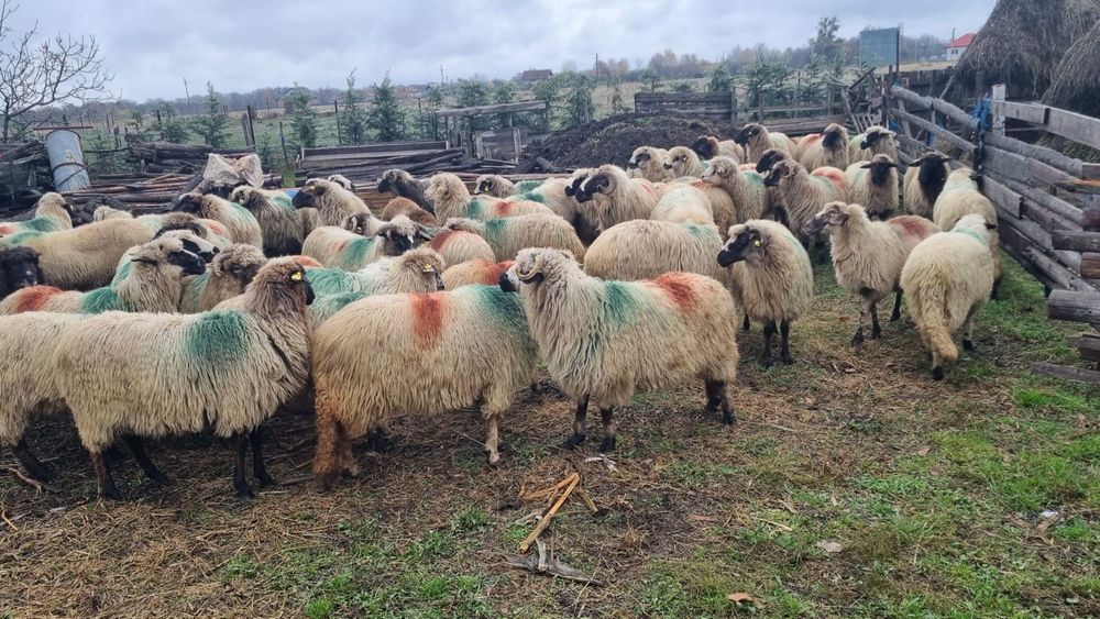 Oi breze și carabase