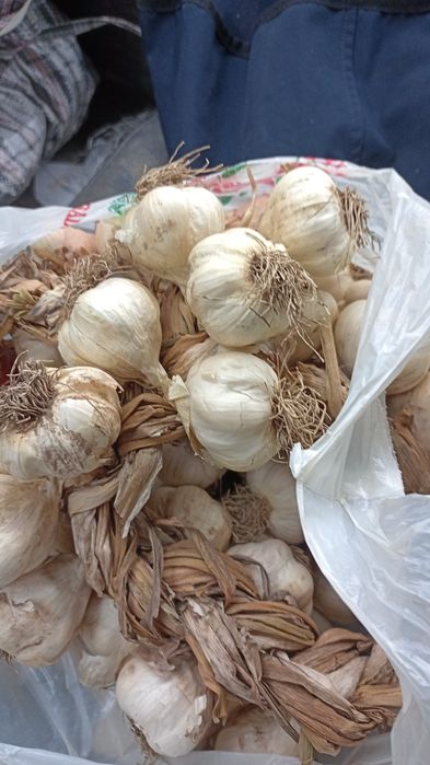 Usturoi romanesc de Copălău