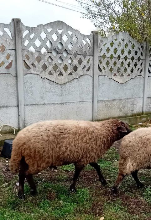 Vind Berbec rasa Carabaș