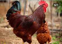 Инкубационный куриные яйца Han-Hyap корейская пароды