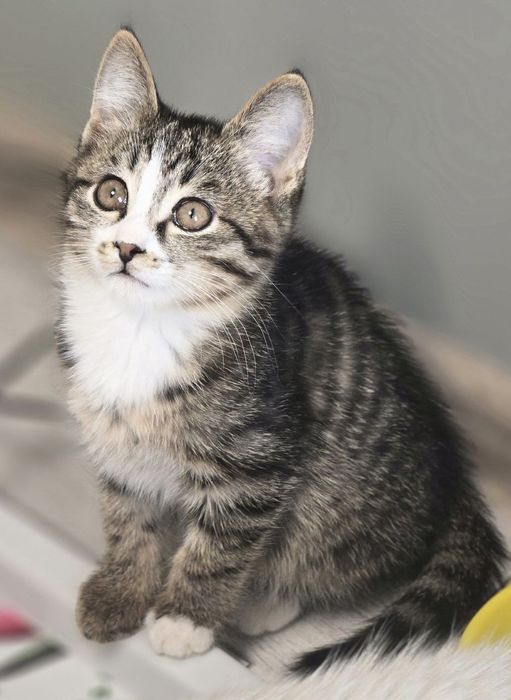 Котенок ищет дом и любящих хозяев.