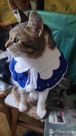 Плетена дрешка за Куче - Коте