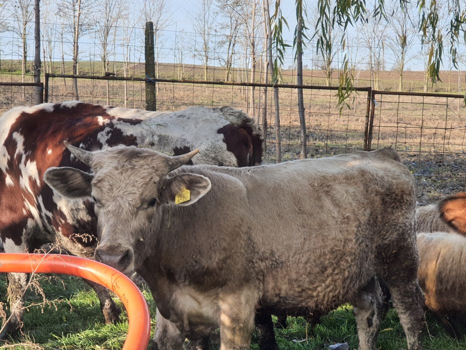 Vitel pentru sacrificat