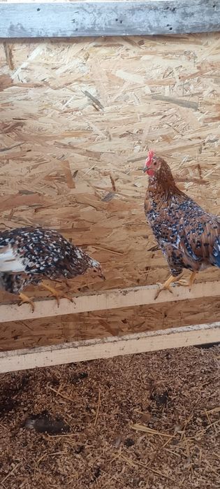 Vând găini italiene portelan