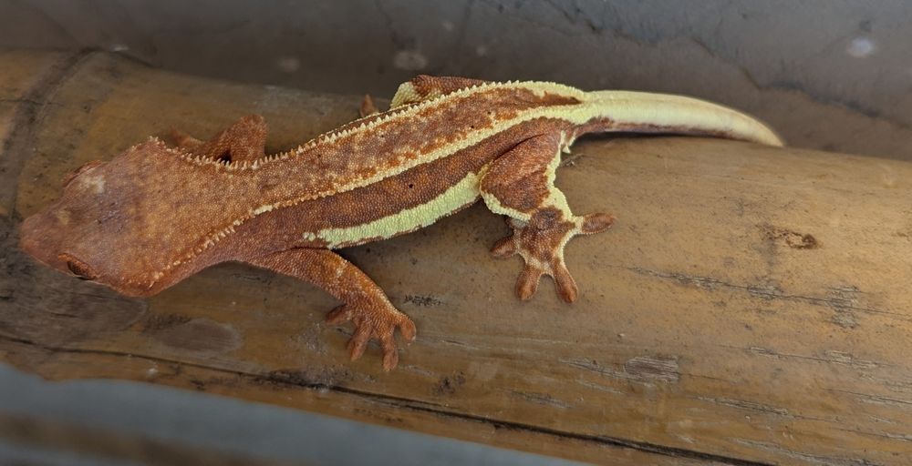 Ресничест Гекон/Correlophus ciliatus/Crested gecko