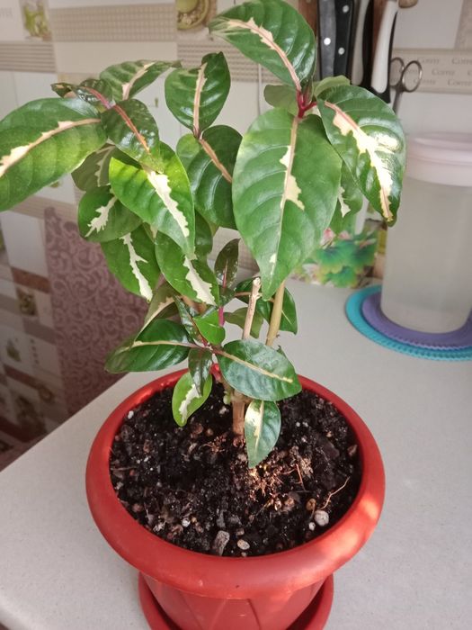 Граптофиллум расписной