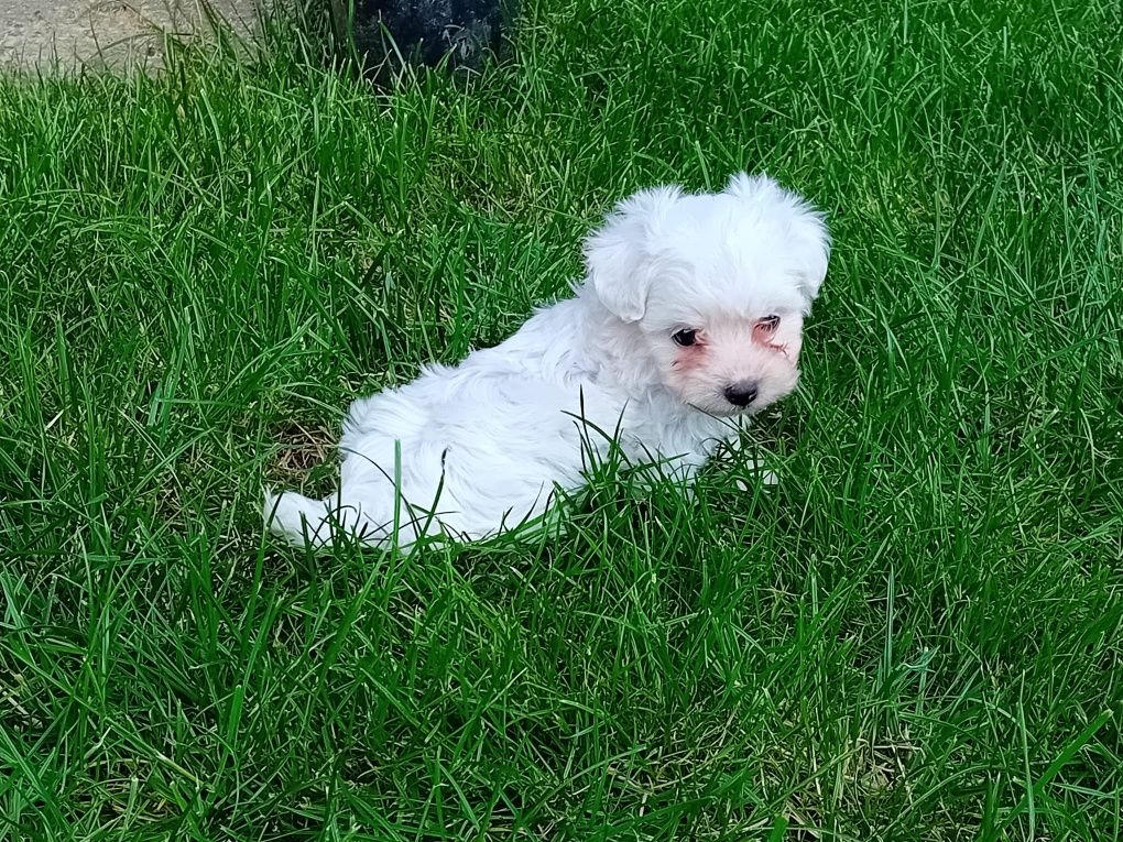 Bichon maltesse talie mică