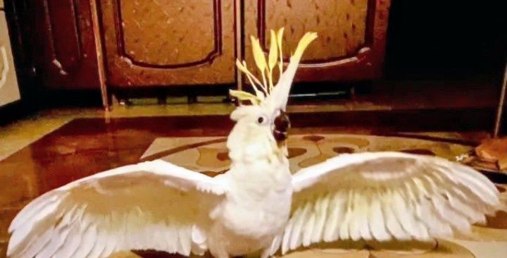 Попугай какаду говорящий